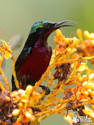 Adult male Purple-throated Sunbird (ssp. brasiliana)