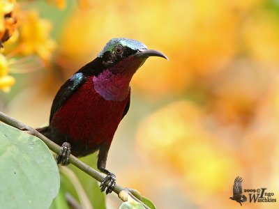 Adult male Purple-throated Sunbird (ssp. brasiliana)