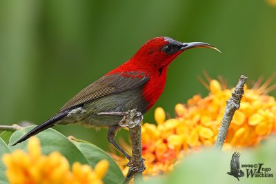 Adult male Crimson Sunbird (ssp. siparaja)