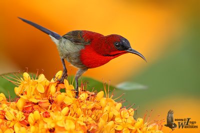 Immature male Crimson Sunbird (ssp. siparaja)