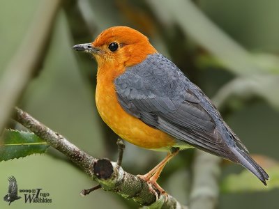 Orange-headed Thrush (Geokichla citrina)