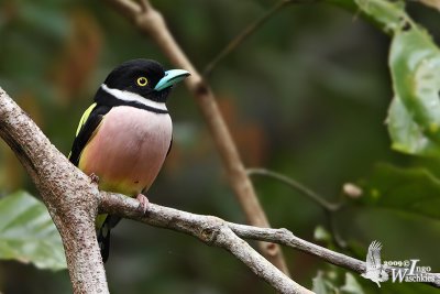 Adult male Black-and-yellow Broadbill
