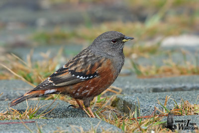 Adult Alpine Accentor