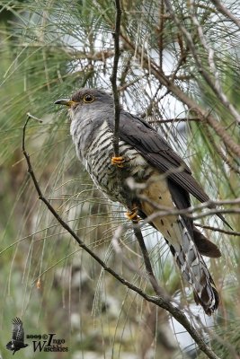 Adult Sunda Cuckoo