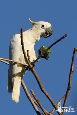 Adult Yellow-crested Cockatoo (ssp. parvula)