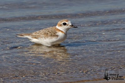 Adult female Malaysian Plover