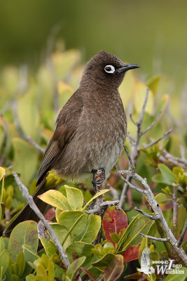 Adult Cape Bulbul