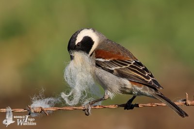 Adult male Cape Sparrow