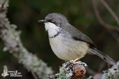 Bar-throated Apalis (Apalis thoracica)