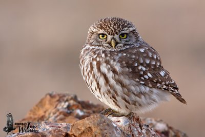 Adult Little Owl