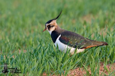 Adult Northern Lapwing in non-breeding plumage