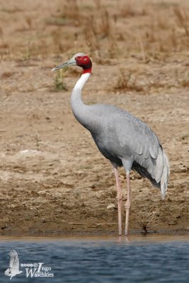 Sarus Crane (Grus antigone)