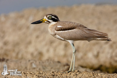 Great Stone-curlew (Esacus recurvirostris)