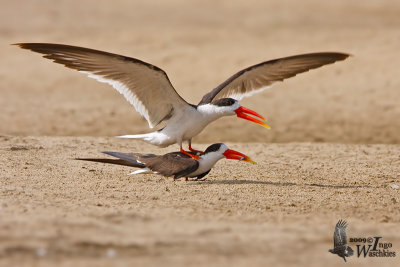 Indian Skimmers