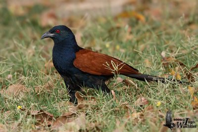 Greater Coucal (Centropus sinensis)