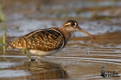 Adult male Greater Painted-snipe