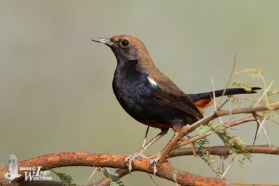 Adult male Indian Robin