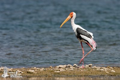Adult Painted Stork