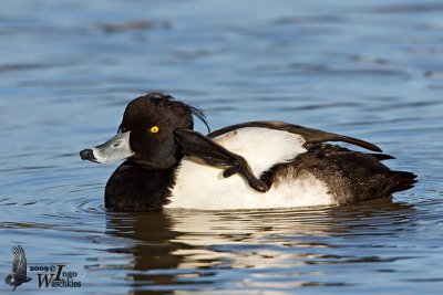 Adult male Tufted Duck