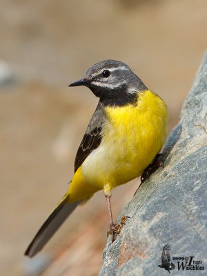 Adult male Grey Wagtail