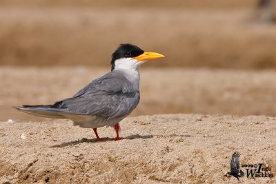 River Tern (Sterna aurantia)