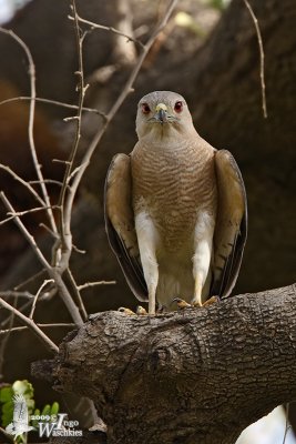 Adult male Shikra