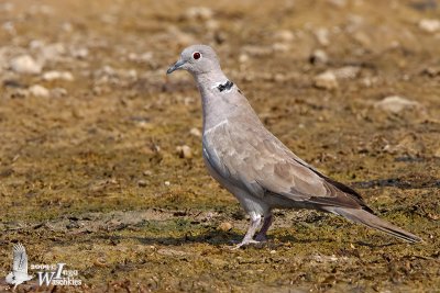 Adult Eurasian Collared Dove