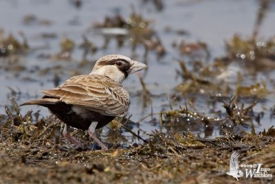 Male Ashy-crowned Sparrow-Lark