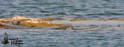 Gharial