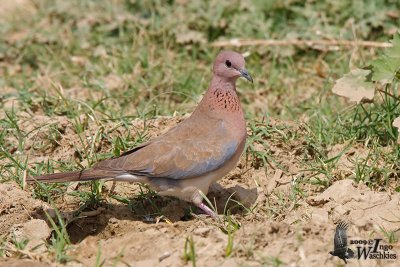 Adult Laughing Dove