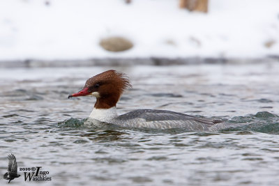 Adult female Common Merganser (ssp. merganser)