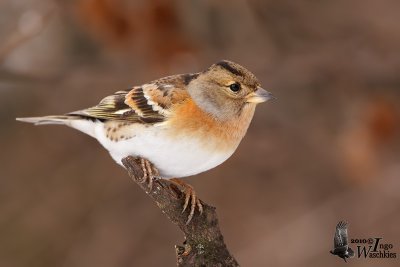 Female Brambling in non-breeding plumage