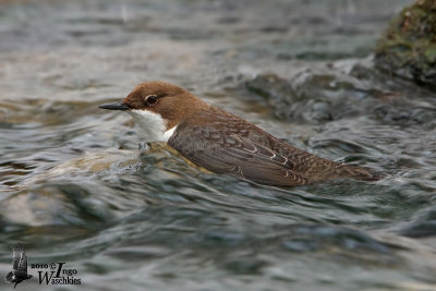 Adult White-throated Dipper