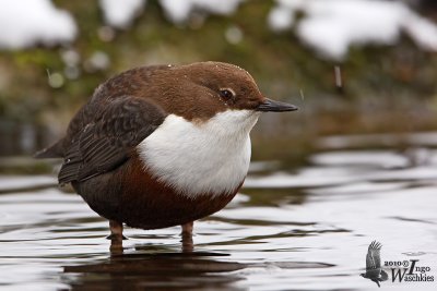 Adult White-throated Dipper