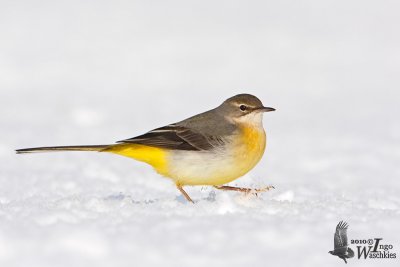 Grey Wagtail in non-breeding plumage
