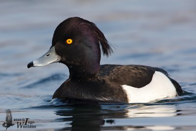 Adult male Tufted Duck
