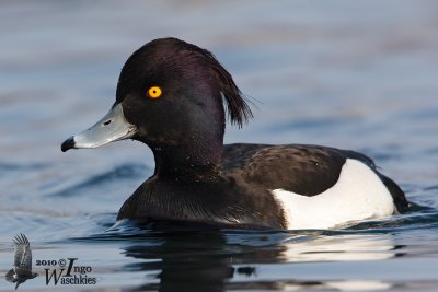 Adult male Tufted Duck