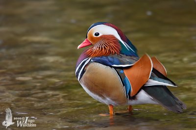 Male Mandarin Duck