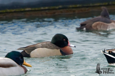 Male Wood Duck x Common Pochard hybrid