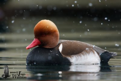 Adult male Red-crested Pochard in snow