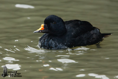 Adult male Common Scoter