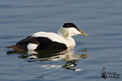 Adult male Common Eider (ssp. mollissima) in breeding plumage