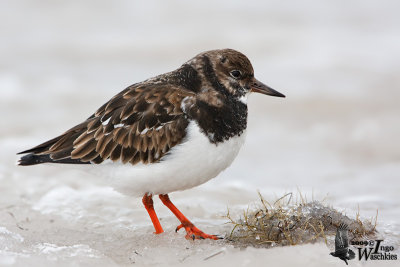 Adult Ruddy Turnstone in non-breeding plumage