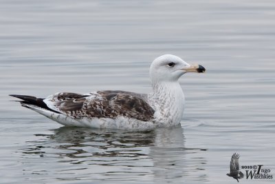 Immature Greater Black-backed Gull (second winter)