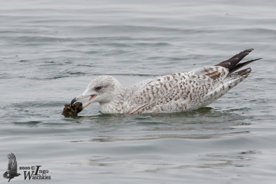 Immature European Herring Gull (probably second winter)