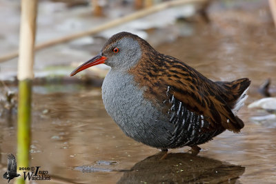 Adult Water Rail