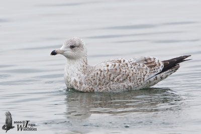 Immature European Herring Gull (probably second winter)