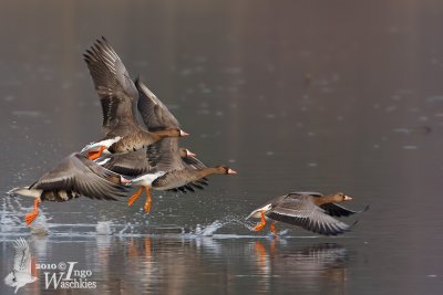 Adult and immature Greater White-fronted Geese