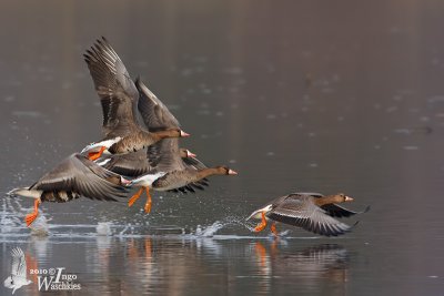 Adult and immature Greater White-fronted Geese (ssp.  albifrons )