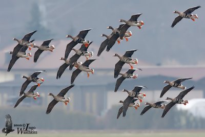 Adult and immature Greater White-fronted Geese (ssp.  albifrons )